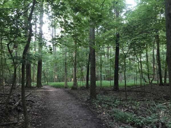 A trail in the woods with trees and grass